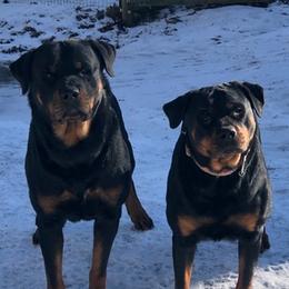 Rottweilers from Misjef Rottweilers