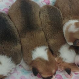 Pembroke Welsh Corgis from Crockery Creek Corgis