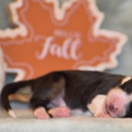 Girl 1 - Black tri-color female Australian Shepherd puppy in Pilot, Virginia from Obsidian Australian Shepherd