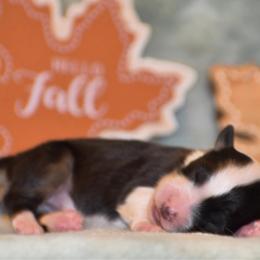 Girl 1 - Black tri-color female Australian Shepherd puppy in Pilot, Virginia from Obsidian Australian Shepherd