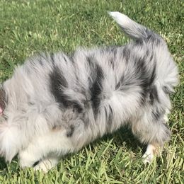Green boy - Border Collie puppy in Jonesboro, Arkansas from Hampton Border Collies