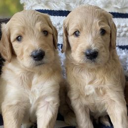Aussiedoodles, Goldendoodles, and Poodles from North Florida Poodles and Doodles