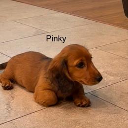 Pink girl - Red female Dachshund puppy in Lancaster, California from Avignon