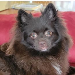 Whiskey - Pomeranian