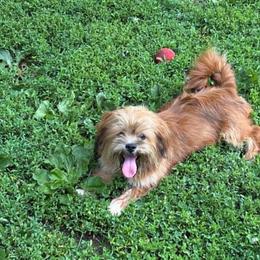 Yoshi - Red male Lhasa Apso puppy in Cincinnati, Ohio from Shangri-La Lhasa Apsos