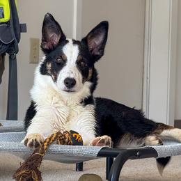 Border Collie Puppies from Wandering Meadows Farm