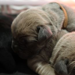 Cane Corso Puppies from Paw city llc