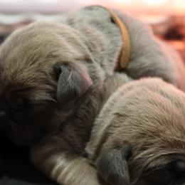 Cane Corso Puppies from Paw city llc