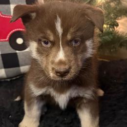 Estella - Brown and white female Siberian Husky puppy in Ravena, New York from Osiris’s Siberians & Pomskies