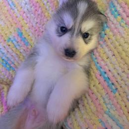 Parsley - Sable and white male Siberian Husky puppy in West Baldwin, Maine from Douglas Mountain Farm and Kennel