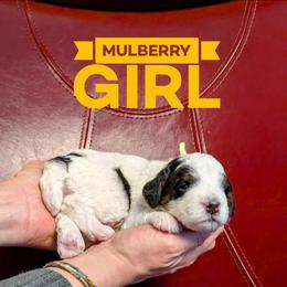 Mulberry - Black and white female Bernedoodle puppy in Cambridge, Minnesota from Country Meadow Doodles