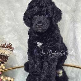 Dartmouth - Black female Poodle puppy in Cleveland, Georgia from Jam's Doodles And Poodles