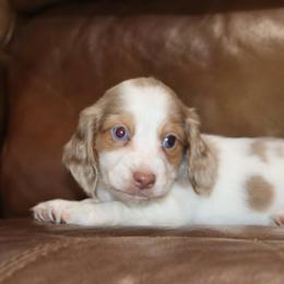 Chocolate and Tan Dapple Pie Male BLUE EYES - Dapple male Dachshund puppy in Pontotoc, Mississippi from Doubletake Doodles & Dachshunds