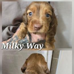 Milky Way - Dapple male Dachshund puppy in New Caney, Texas from BouncinMiniWeenies