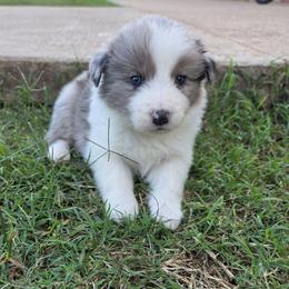 Woody - Blue merle male Border Collie puppy in Ripley, Oklahoma from Adventure5 Border Collies