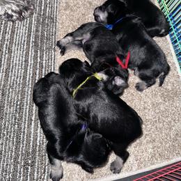 Male 3 - Black and silver male Miniature Schnauzer puppy in La Fayette, Georgia from Daniels Mini Schnauzers