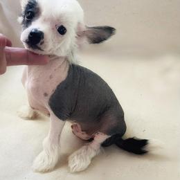 Chihuahua and Chinese Crested Puppies from Western Kentucky Chihuahua’s and Chinese Crested’s
