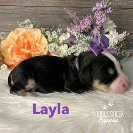 Layla - Tri-color female Bernedoodle puppy in Heyworth, Illinois from Cobble Creek Puppies