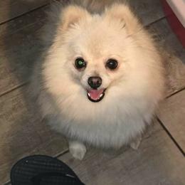 Paige - Pomeranian