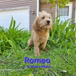 Romeo - Red male Labradoodle puppy in Genoa City, Wisconsin from Sakura Pups