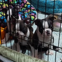 Boston Terrier Puppies from Ta-Koda Boston Terriers