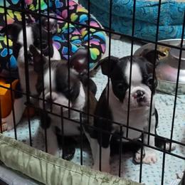 Boston Terrier Puppies from Ta-Koda Boston Terriers