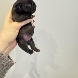 Tux - Brindle female French Bulldog puppy in Campbell Hall, New York from Charlie’s Frenchies