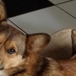 Mae Jane - Pembroke Welsh Corgi