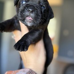 Girl 2 Kira - Black brindle female Cane Corso puppy in Sandia, Texas from OneTime Cane Corso
