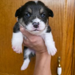 Girl 3 - White and black female Pembroke Welsh Corgi puppy in San Diego, California from San Diego Corgis