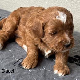 Gucci - Red  female Goldendoodle puppy in Colorado Springs, Colorado from Pikes Peak Doodles