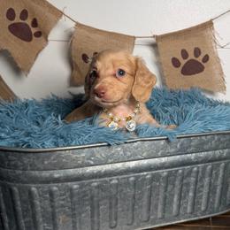 Willow - Cream female Dachshund puppy in New Albany, Mississippi from Double A. Doxies