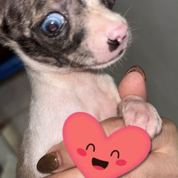 Micro Ms Ariel blue eye 5700 - Blue merle female Chihuahua puppy in Las Vegas, Nevada from Quality Poms Chihuahua Yorkies of Las vegas