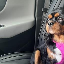 Cavalier King Charles Spaniels from Bunker Hill Cavaliers