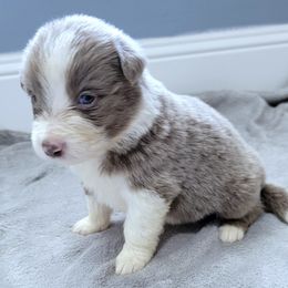 Border Collie Puppies from Little  Foxx Farms