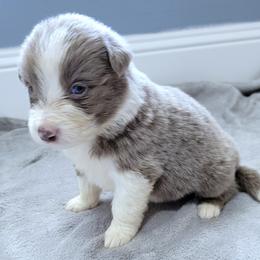 Border Collie Puppies from Little  Foxx Farms
