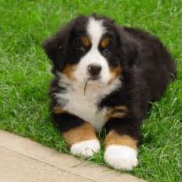 Bernese Mountain Dog Puppies from Adirondack Berners