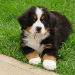 Bernese Mountain Dog Puppies from Adirondack Berners