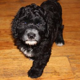 Portuguese Water Dog Puppies from Miraval Portuguese Water Dogs