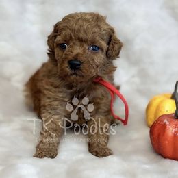 Melody - Red  female Poodle puppy in Belleville, New Jersey from TK Poodles