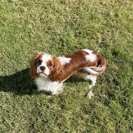 Chloe - Cavalier King Charles Spaniel