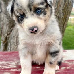 Tide - Blue merle male Australian Shepherd puppy in Preston, Idaho from KC Bar Ranch Aussies