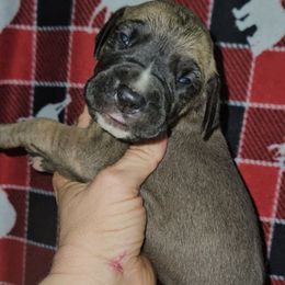 Cumin - Fawn male Great Dane puppy in Biscoe, North Carolina from Clouser's Bodacious Danes