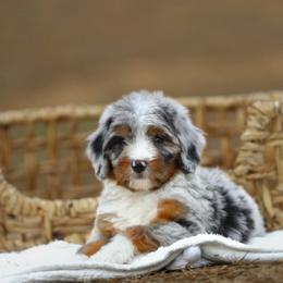 Australian Mountain Doodle, Bernedoodle, and Cavapoo Puppies from Cedar Wood Farms