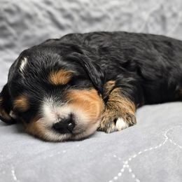 Fleece - Sweater Weather Theme - Tri-color male Bernedoodle puppy in Charleston, South Carolina from Palm Belle Doodles