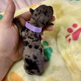 Lilac collar - Black and cream female Dachshund puppy in Centralia, Washington from FairyTail Dachshunds