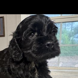 Boy 3 - Brown male Cocker Spaniel puppy in Phil Campbell, Alabama from Sandra Clark's Cocker Spaniels