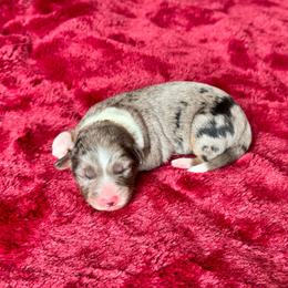 Blue - Blue merle male Border Collie puppy in Hartsville, South Carolina from Wiggles 4 Life