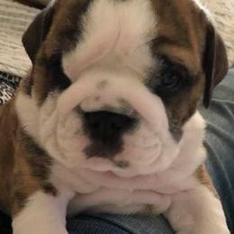 Bulldogs and Pugs from JR’s Pugs
