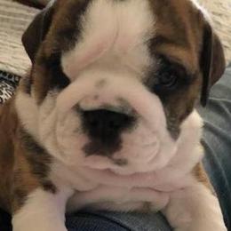 Bulldogs and Pugs from JR’s Pugs